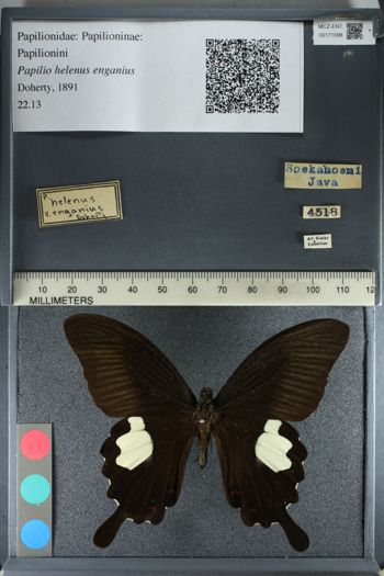 Media type: image;   Entomology 171098